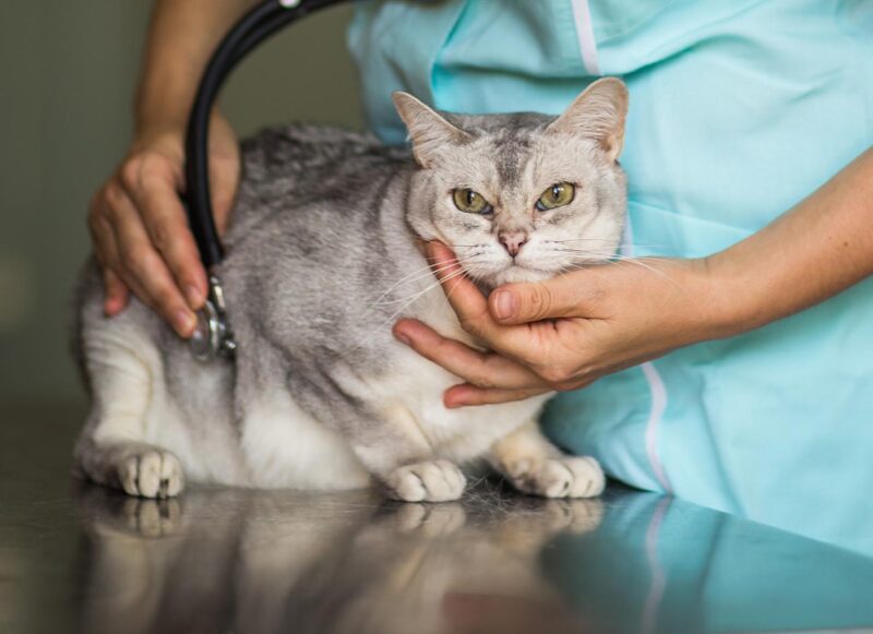 Feline Viral Leukemia Treatment Prognosis And Prevention