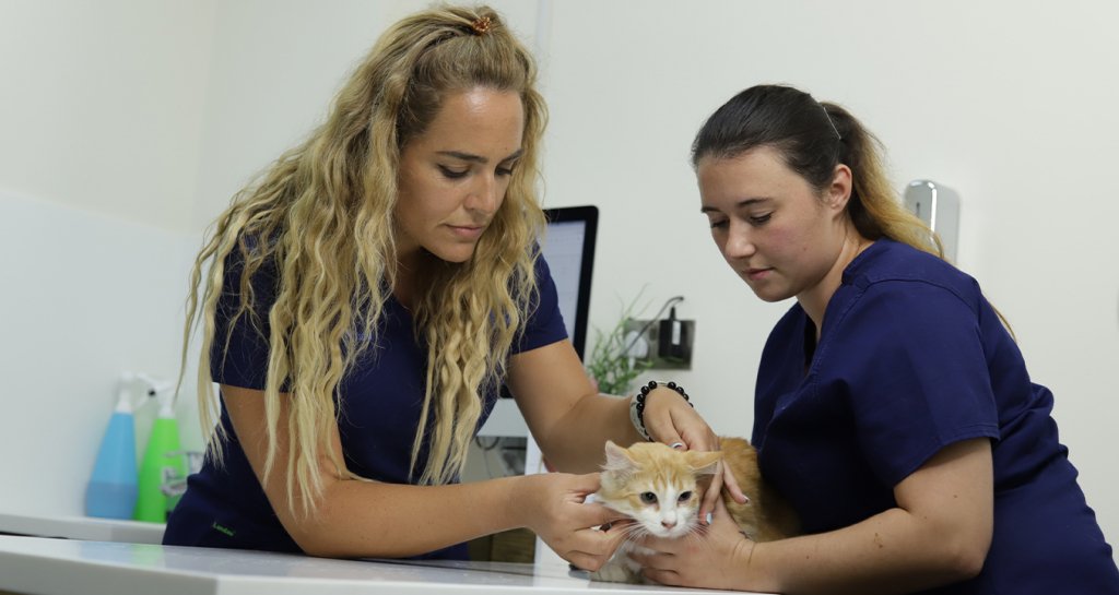 Dermatology Veterinary Clinic in Dubai. Dog & Cat Dermatology vet 24/7