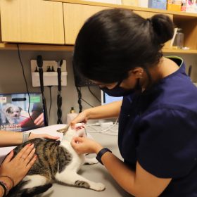 veterinarian examining a cat