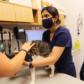 veterinarian with cat