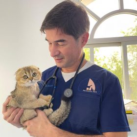 vet with cad