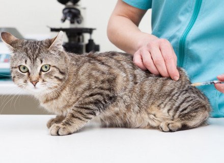 Cat vaccinations