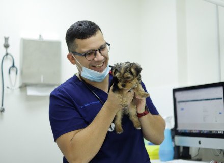 Puppy in veterinarian hands