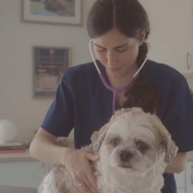 Veterinarian listening dog with stethoscope