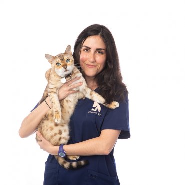Veterinarian with cat on hands
