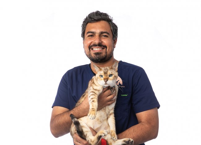 Veterinary doctor with cat on hands