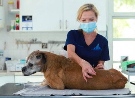 Veterinarian doing medical procedure to dog