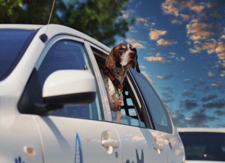 Dog in pet taxi
