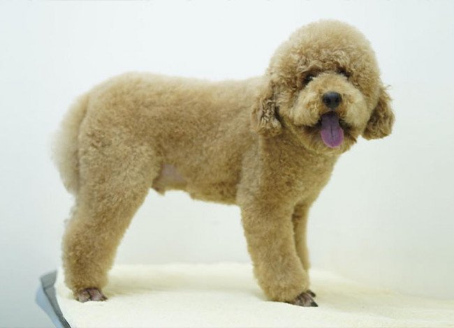 Dog after grooming