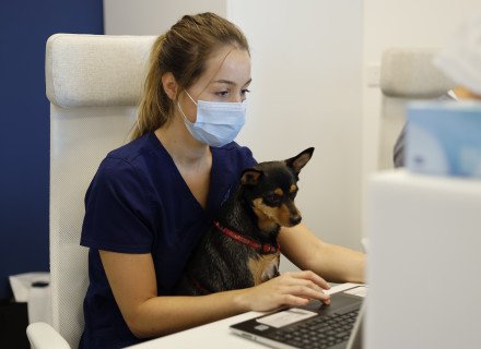 Veterinarian working with dog on hands