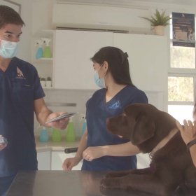 Veterinarians with dog and client