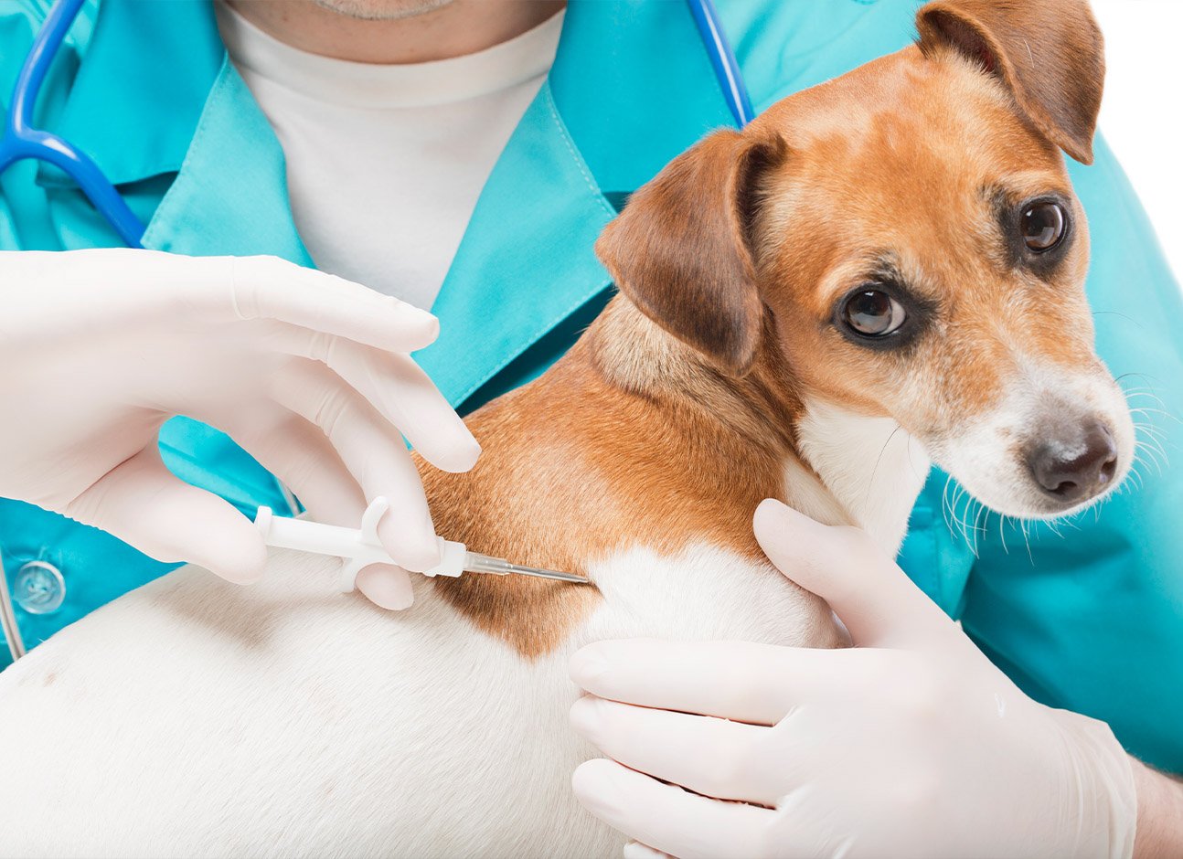 MICROCHIPPING YOUR PETS