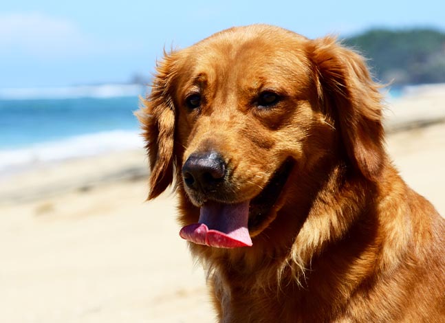 KEEP YOUR DOG SAFE IN SUMMER HEAT