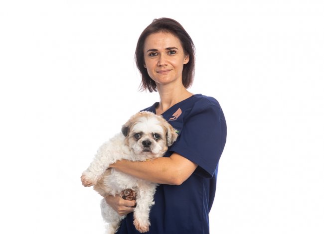 Veterinarian with dog on hands