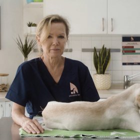 Veterinarian with a dog with a bandaged paw