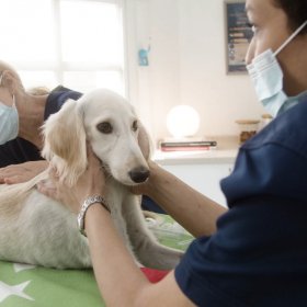 Veterinarians doing medical procedures to dog