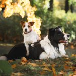 5 Ways To Care For Your Senior Dog