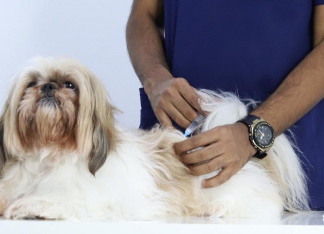 Vet doctor doing vaccine to dog