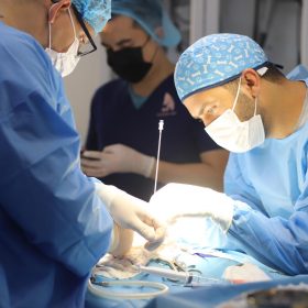 veterinary surgical operation