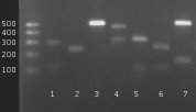alt5 - Roznicowanie fenotypowe i genotypowe drozdzy z rodzajucandidaizolowanych z kalu zwierzat miesozernych
