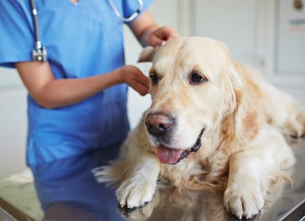 Medical procedure for dog
