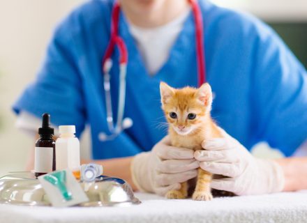 VACCINATIONS IN CATS