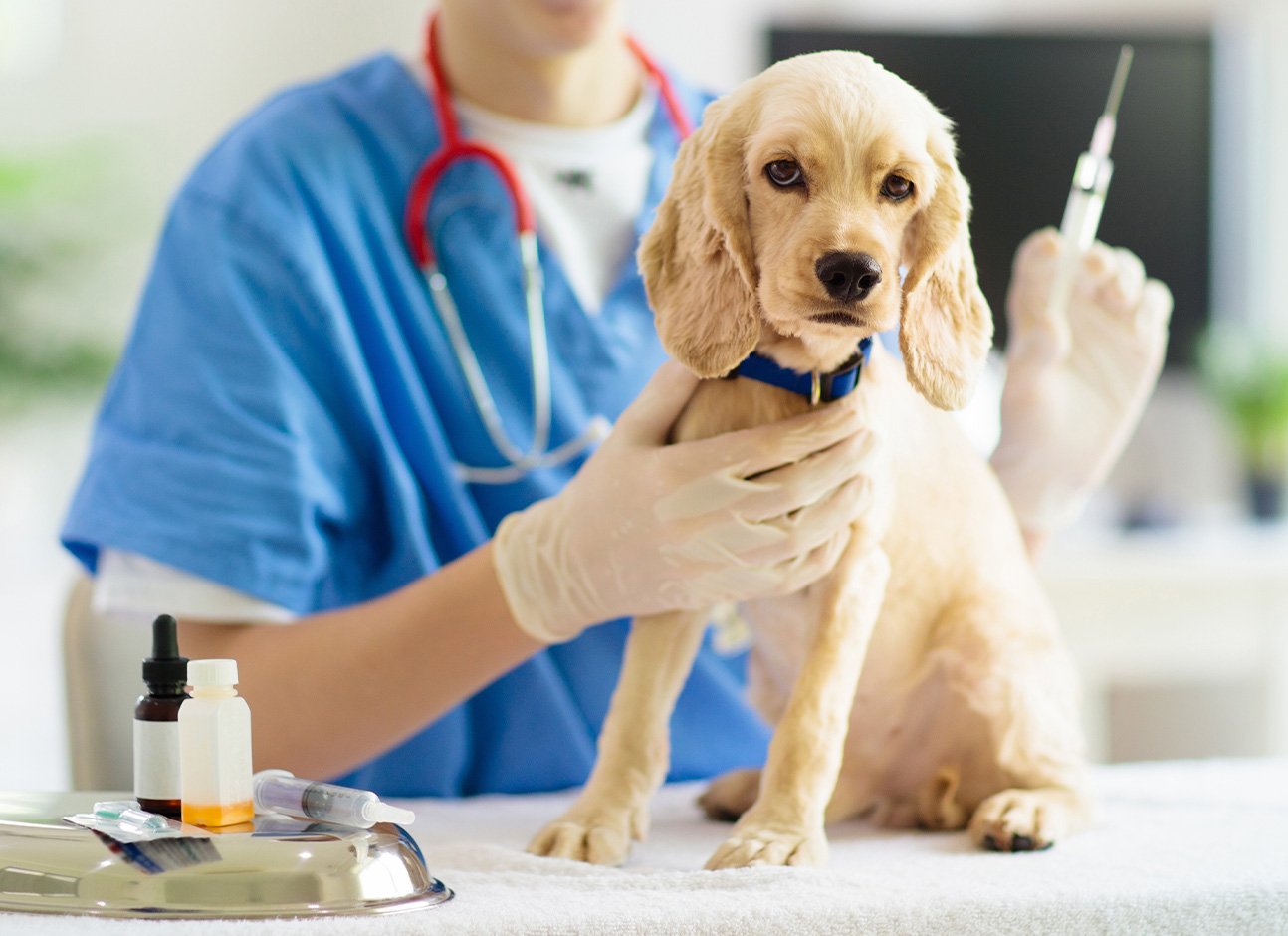 VACCINATIONS FOR DOGS