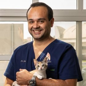 Veterinary doctor with cat