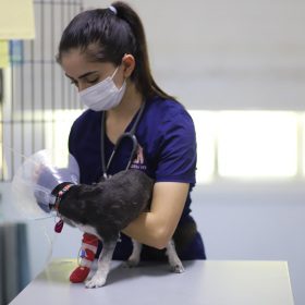 veterinar help dog