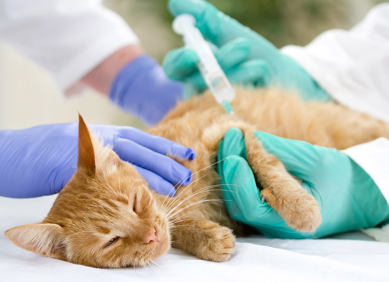 Cat injection