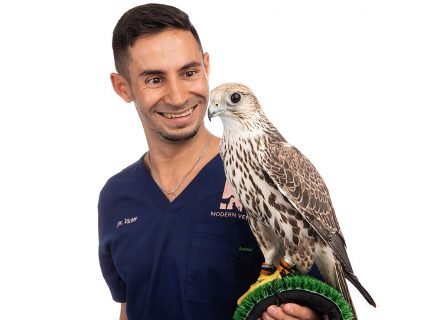 Veterinary doctor with falcon