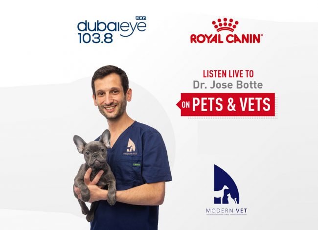 Veterinary doctor