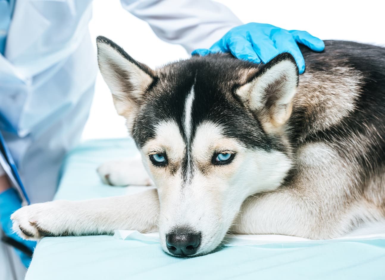 what are signs of testicular cancer in dogs