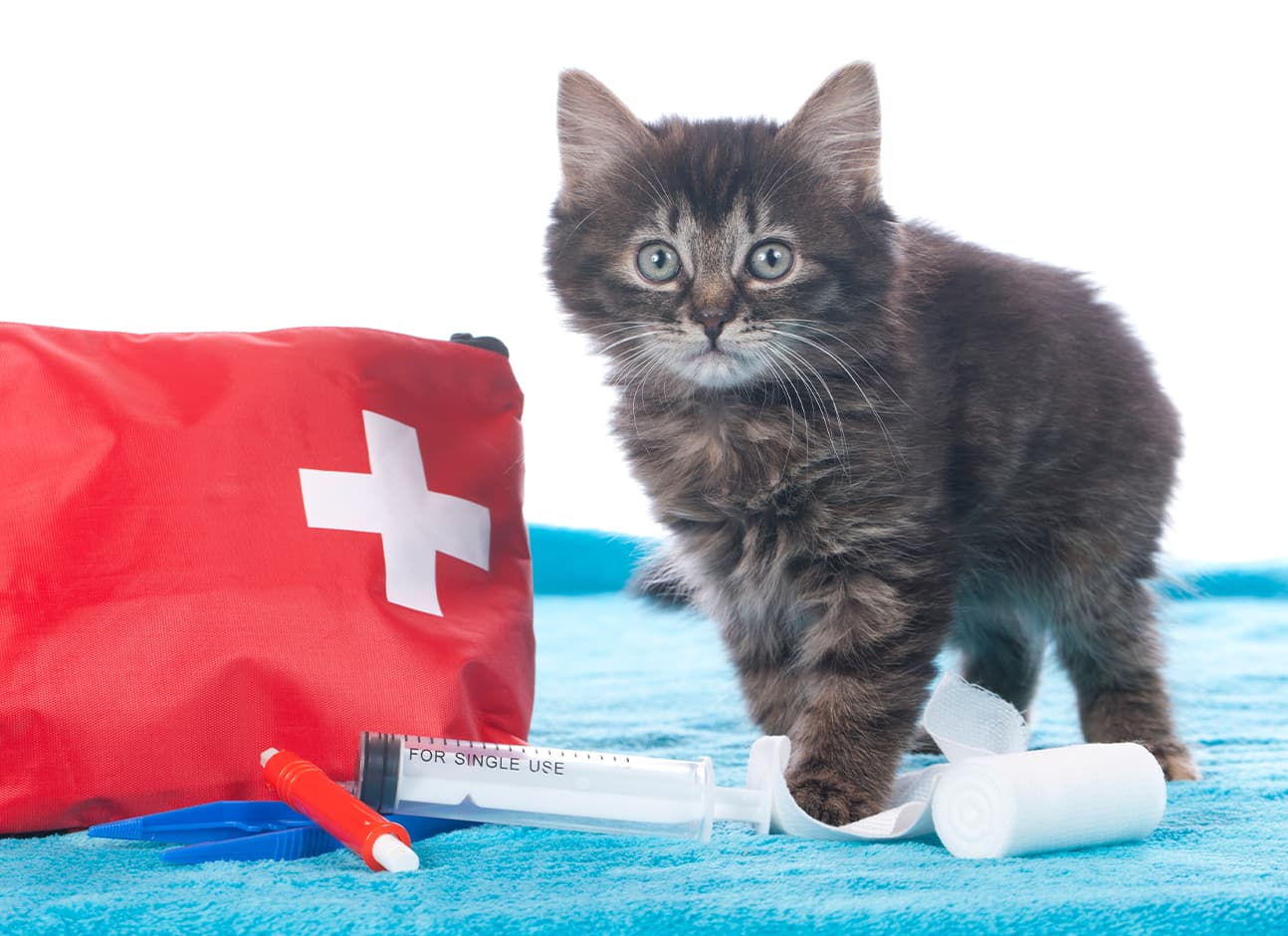 Kitty and emergency kit