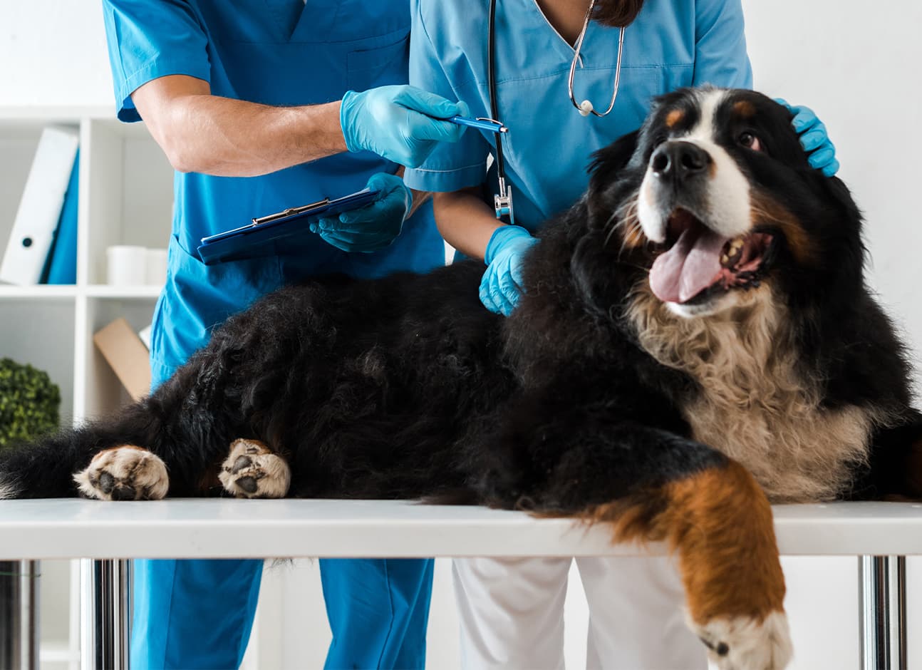 Dog vet inspect