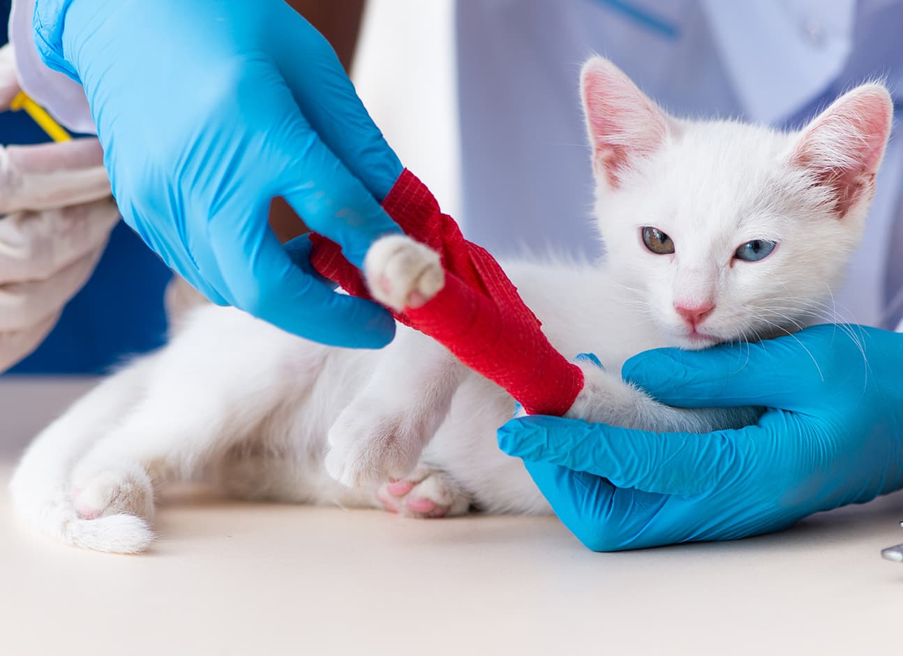 LIMPING IN CATS: CAUSES AND TREATMENT