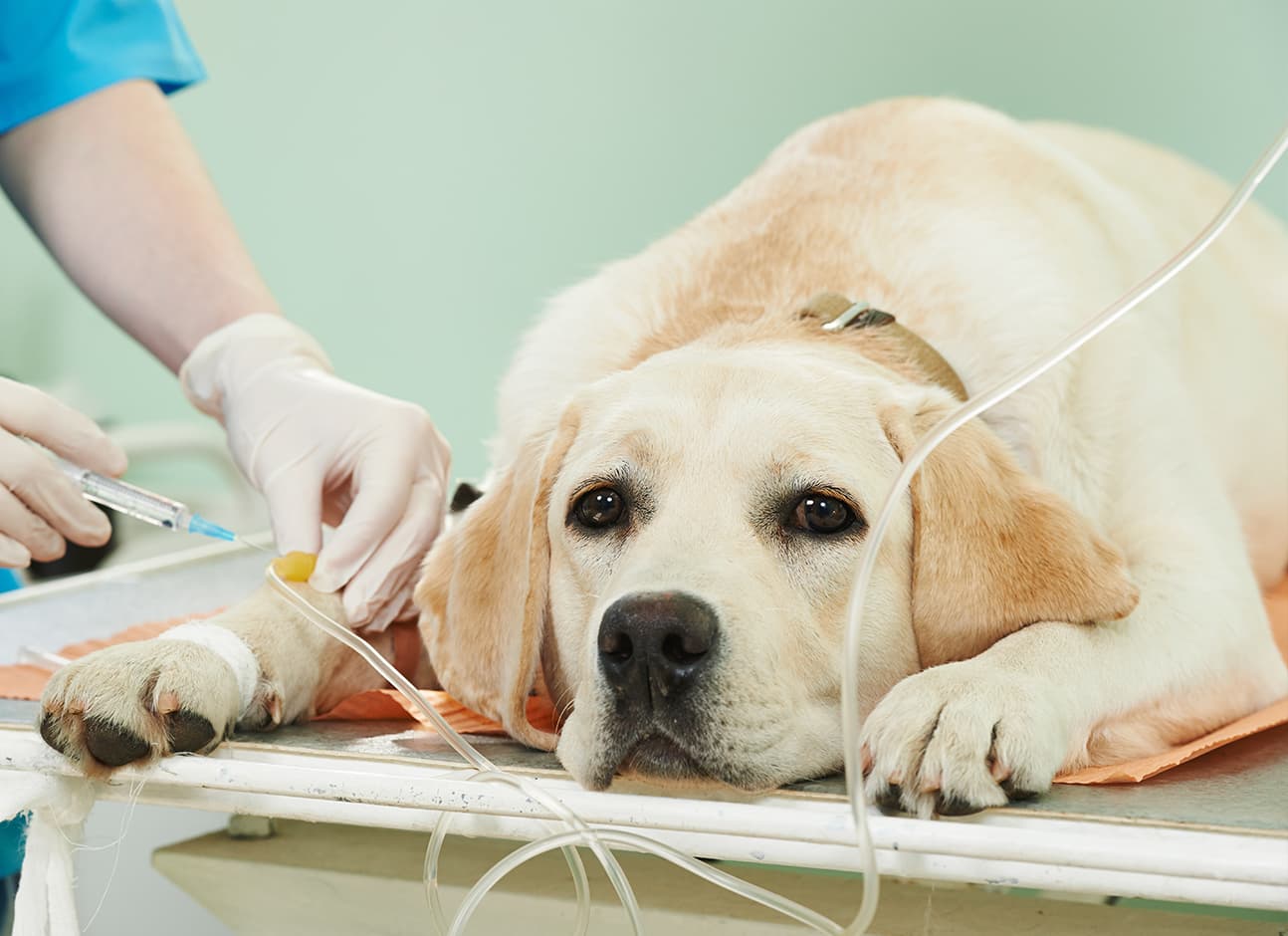 LIVER SHUNT IN DOGS