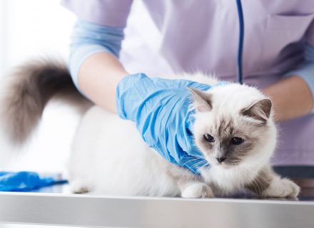 Cat vet inspect
