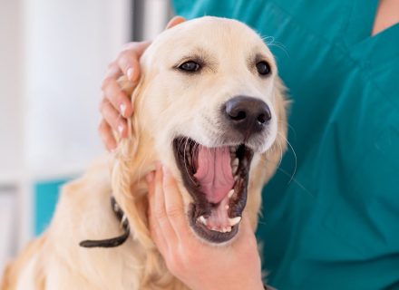 Dog with open mouth