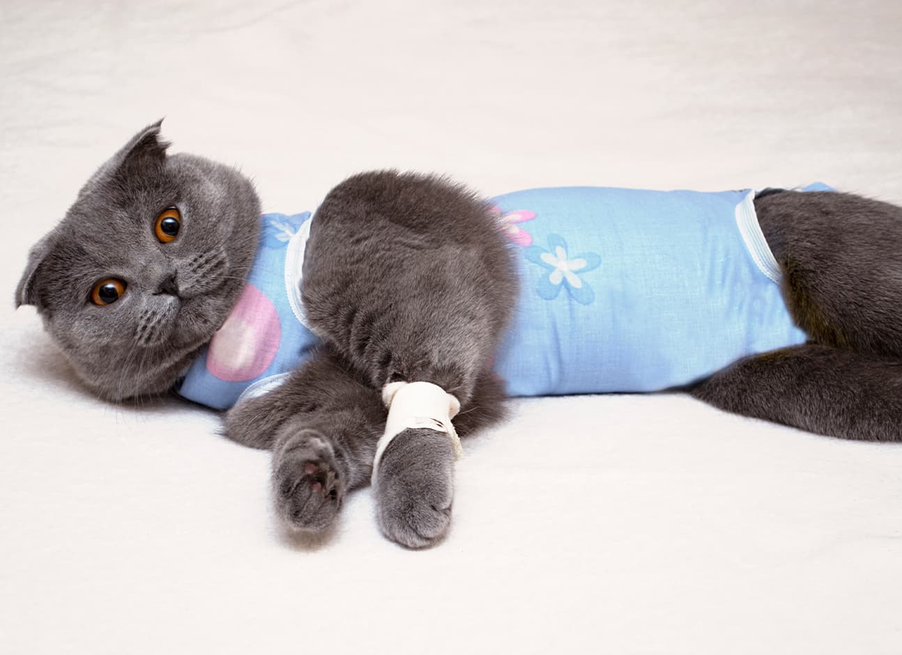 PHYSICAL REHABILITATION IN CATS