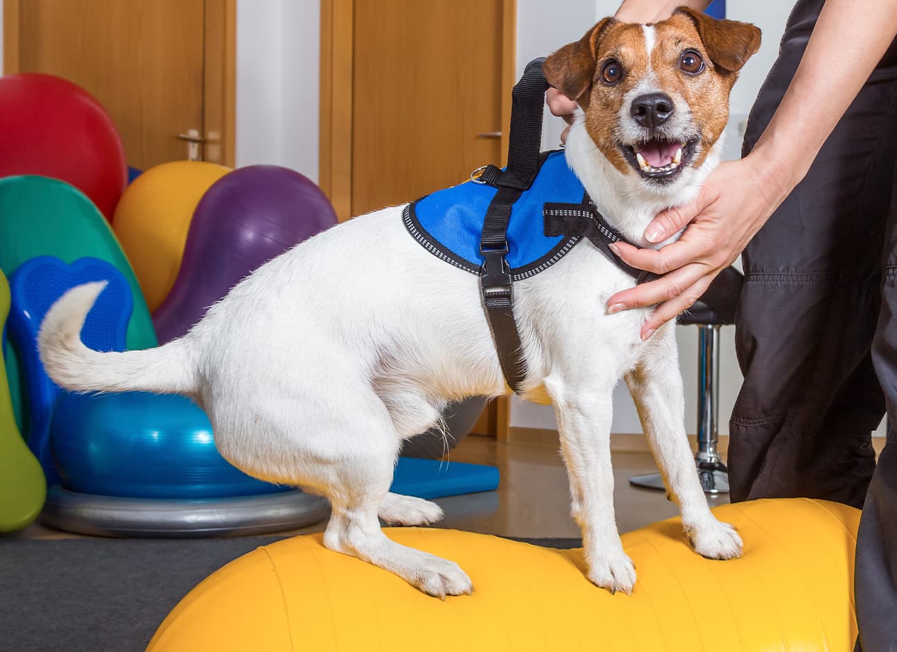 PHYSICAL REHABILITATION IN DOGS