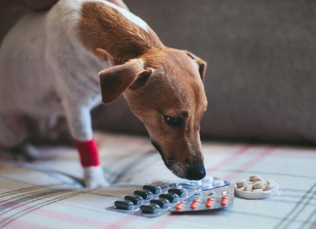 Dog with antibiotics