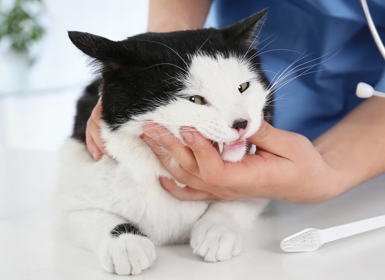 TOOTH RESORPTION IN CATS