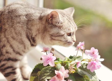 TOXIC AND NON-TOXIC PLANTS FOR CATS