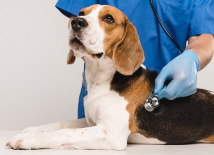 TRACHEAL COLLAPSE IN DOGS