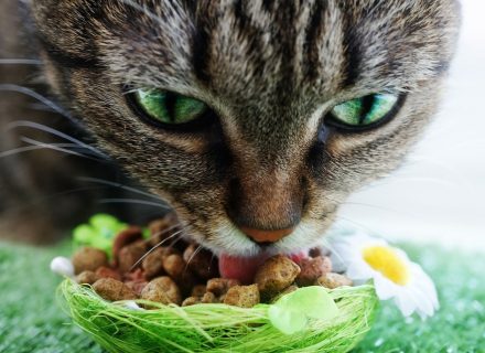 NUTRITION FOR CATS