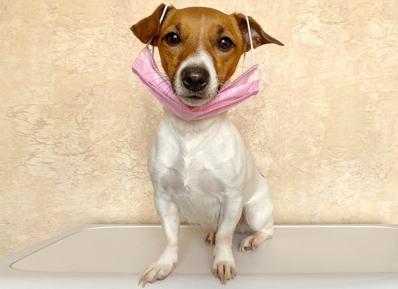 COVID-19 AND PETS - WHAT YOU NEED TO KNOW COVID-19 AND PETS - WHAT YOU NEED TO KNOW