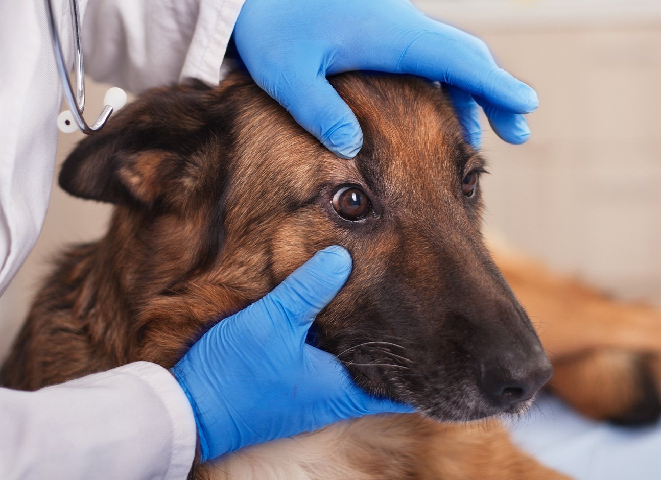 GLAUCOMA IN DOGS