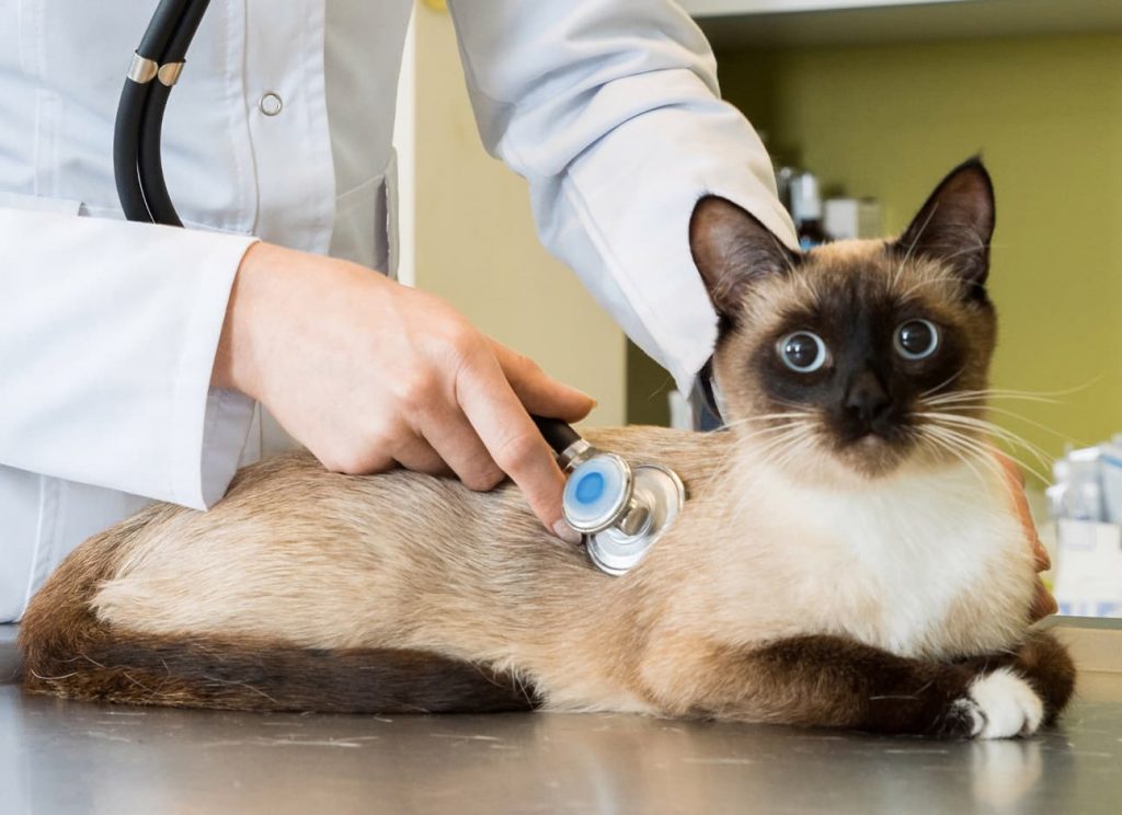 Heart Murmur In Cats Modern Vet 24 Hour Hospital In The Uae