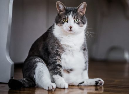 OBESITY IN CATS